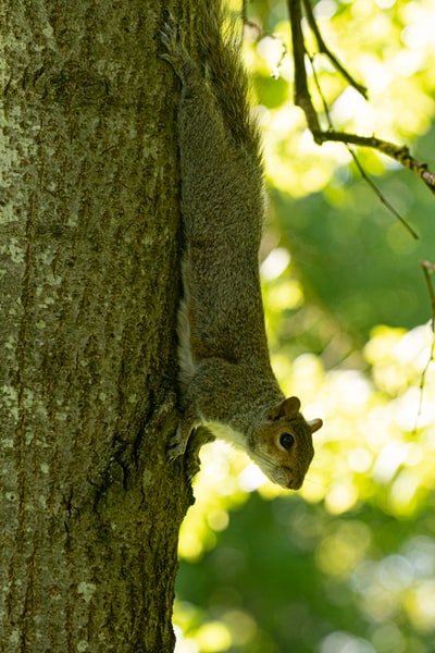 棕色的松鼠在棕色的树干白天
